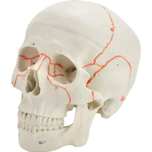 Digital logo skull model，Skull，Skull teaching model，Human skeleton model