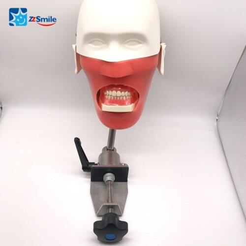 Dental Simulator Head Dental Practice Model M1002-2 for Dental School University Students Training and Study