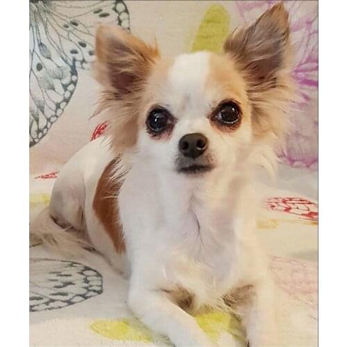 DIY 5D Diamond painting cute puppy Animal Diamond Embroidery Full Cross Stitch Rhinestone Mosaic Home Decor Handmade Gift