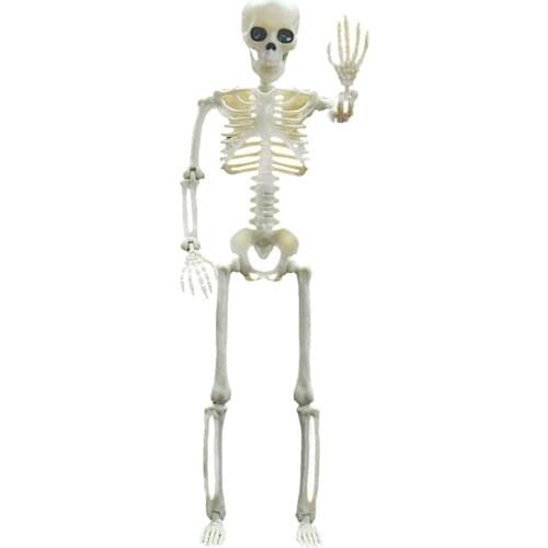 Halloween Skeleton Human Model Full Body Skull Figure Toy with Movable Joints for Haunted House