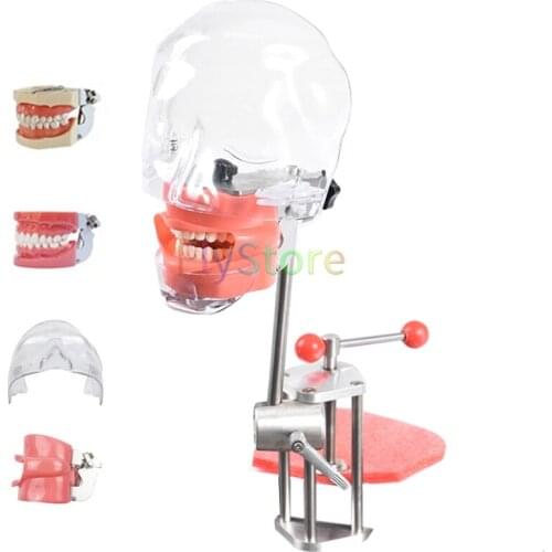 Dental simulator manikin phantom head Dental phantom head model with new style bench mount for dentist