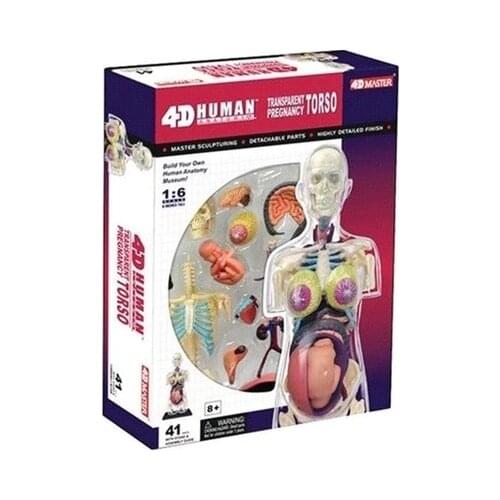 4D MASTER Translucent female body women pregnancy pregnant assembled human model 11.5*9*20cm free shipping