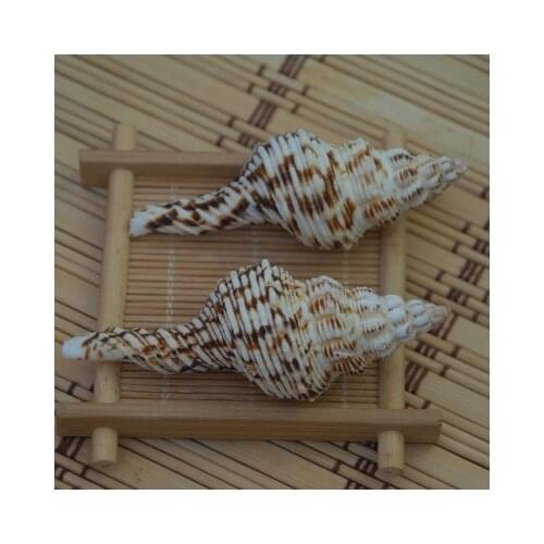 Variegated Long Spiral Snail Natural Conch Seashell Hermit Crab Trombon Fish Tank Aquarium Landscaping Home Decoration