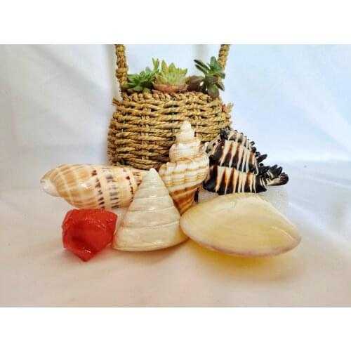 Natural Conch Shell Mini Conch Crystal Rough Stone Healing Stone Home Decoration DIY Fish Tank Landscaping Shell