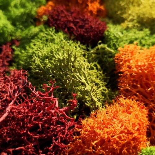 60G Simulation Plant Grass Needle Bush Miniature for Sand Table Model Diorama DIY Scenery Layout Railway Building Material
