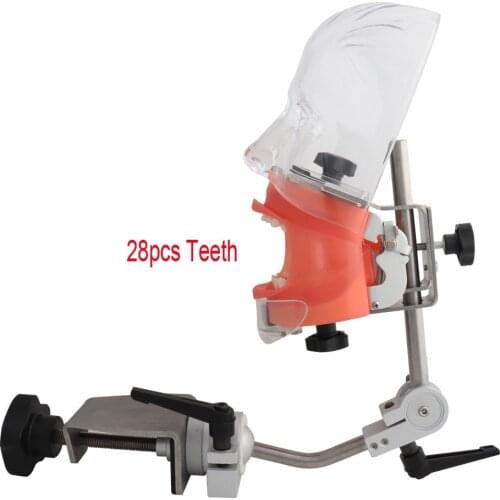 Head Model Dental Simulator Phantom Head Model for Dentist Teaching Model Dentist Education Bench Mount 28pcs Screw-in Teeths