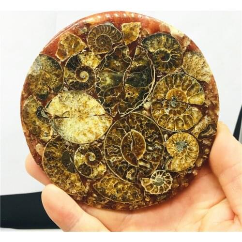 Natural Ammonite Disc Fossil Conch Specimen Healing +Stand 1pcs