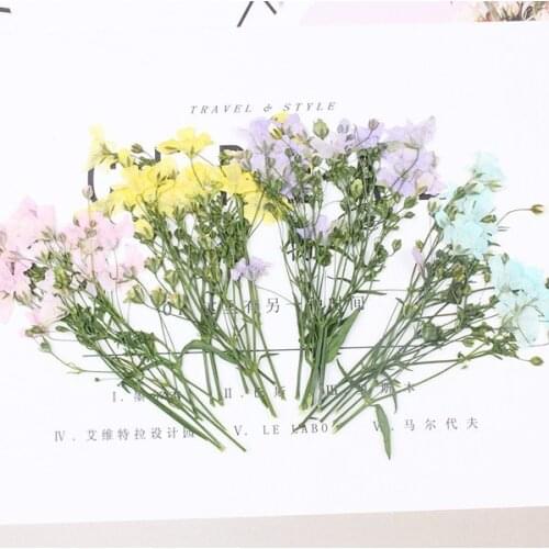 16pcs/6-9cm,Real Pressed big Babysbreath with branch,Gypsophila DIY Photo Frame Bookmark Gift Card Flores secas Jewelry decor
