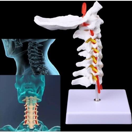 Cervical Vertebra Arteria Spine Spinal Nerves Anatomical Model Life Size