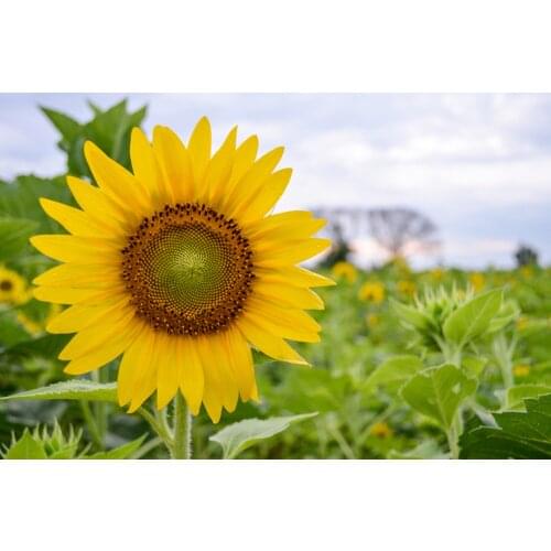 Sunflower 5D DIY full diamond painting embroidery cross stitch mosaic home decoration wall decor handmade diy gift