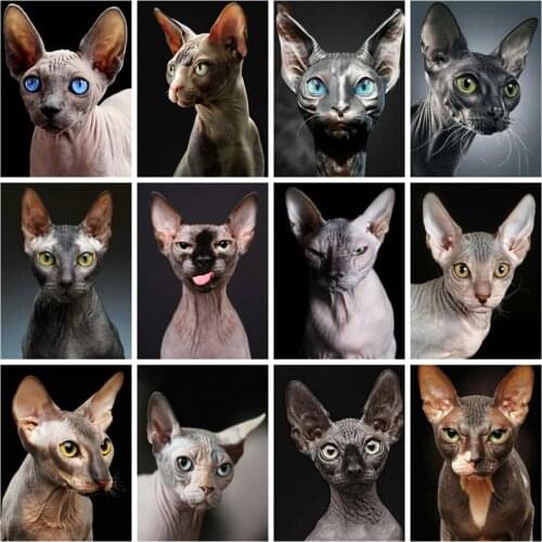 Diy Diamond Painting Cat Hairless Home Decor Embroidery Cross Stitch Sphynx Animal Mosaic Crystal Collection Abstract