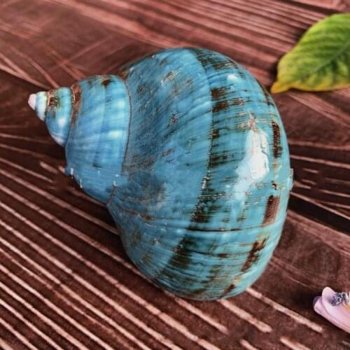 Green Sea Shells Statue Schelpen Conchas Marine Seabed Home Decor Coquillage Hogar Natural Decorative Seashells Decoration Gifts