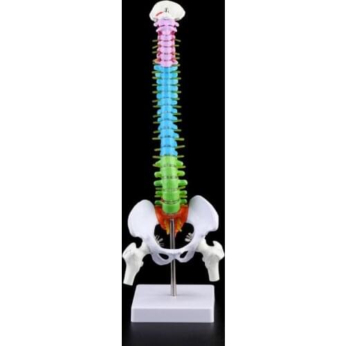 45cm Removable Human Spine Model Spinal Column Vertebral Lumbar Curve Anatomical Medical Teaching Tool