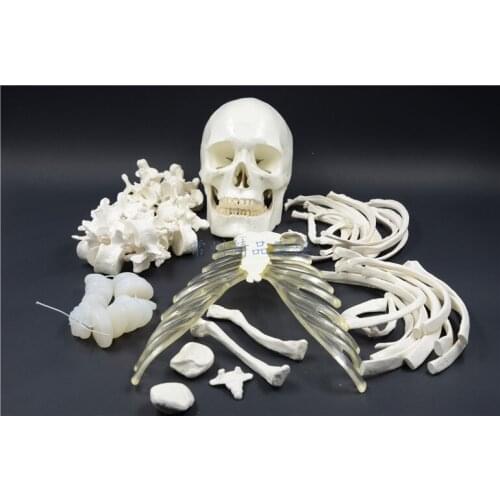 Teaching simulation human body bone model 170cm simulation skeleton model overall skeleton