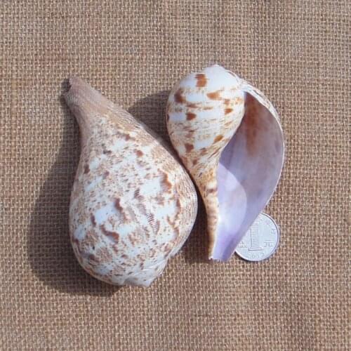 Natural rare conch shells Pipa snails around 9-10cm succulent potted plants fish tank aquarium fish rolling platform