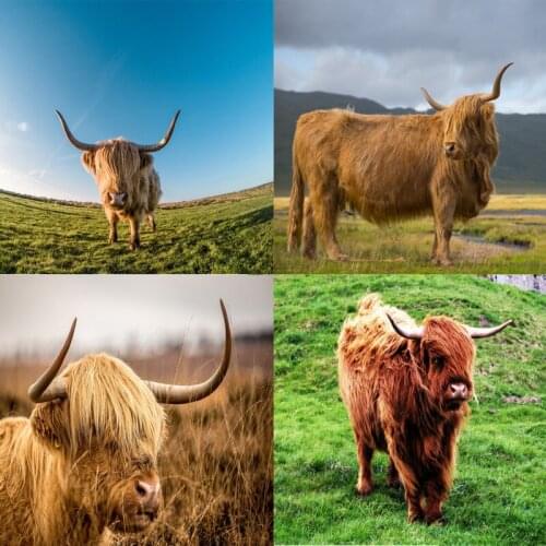 5D DIY Diamond Painting Full Square Drill "Cute yak" 3D Embroidery Cross Stitch Mosaic Home Y1314