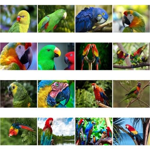 Diamond Painting Animal Parrot Tropical Rainforest Cross Stitch Set Painting Home Decoration Square Diamond Round Diamond