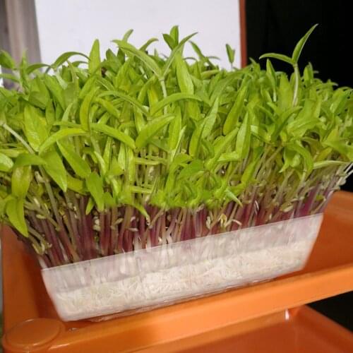 Seed Sprouter Tray, 5/10Pcs Clear Plastic Seedling Germination Tray for Garden Home Office