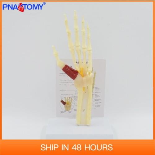Life size Hand and Wrist Carpal Tunnel Syndrome Model Skeleton With Muscle Medical Gift Anatomical Tool Key Card