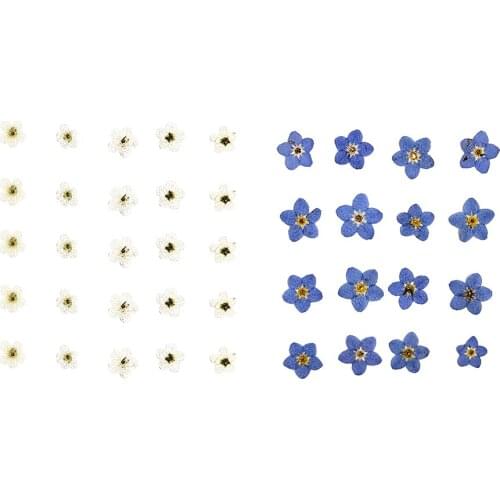 20 Pieces Mini Natural Dried Flowers Forget Me Not Floral Crafts for DIY Wedding Phone Case Decoration Resin Ornaments