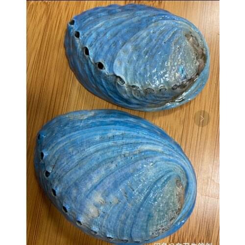 7-8 cm sea blue abalone shells home decoration