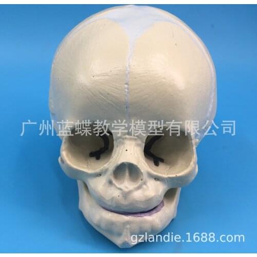 Infant Head Skull Medical Anatomical Model 30-week Fetal Skull Model Child Pathology Study