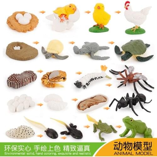Simulation Butterfly Mantis Bee Frog Growth Cycle Life Cycle Animals Model Action Figures set Teaching Educational toys For Kids