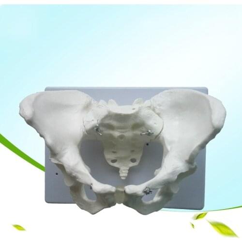 1:1 Life Size Standard Female Pelvic Pelvic Examination Model Human Skeletal Specimens of The Pelvic Measurement Skeleton Model