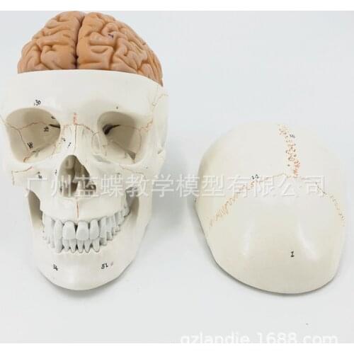 Human Skull with Brain Anatomical Model 8-Part Life-Size Anatomy for Science Classroom Study Display Teaching Medical Model