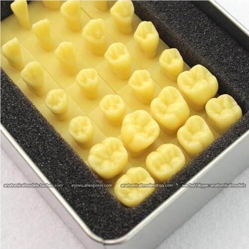 12574/CMAM Human Tooth Anatomy Model with Alloy Box,1.2x