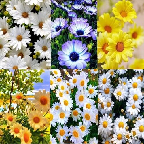 5D DIY Hot Diamond Painting Daisy Picture Rhinestone Diamond Mosaic Flowers Full Square Embroidery Cross Stitch Kit Handicraft