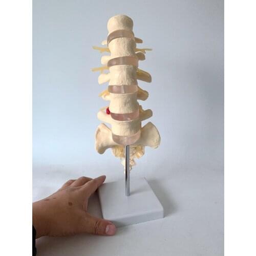 Human skeleton 1:1 sole bone Anatomy Precise Adult Model Life-size PVC lumbar spine caudate five lumbar vertebrae caudal vertebr