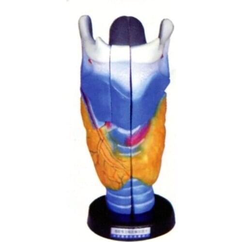 Laryngeal cartilage and laryngeal anatomy enlargement model Laryngeal muscles and larynx 25*12*12cm free shipping