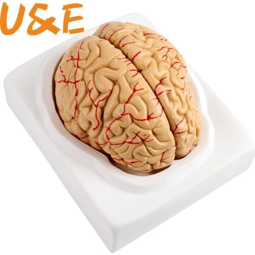 Medical props model Free postage Disassembled Anatomical Human Brain Model Anatomy Medical Teaching Tool
