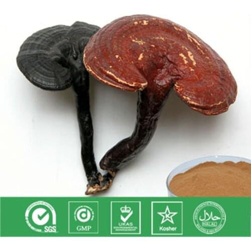 Ganoderma lucidum Polysaccharide Exctract Mycelium Have Blood Pressure Lowering Fat Relieving Blood Stasis Circulation Function