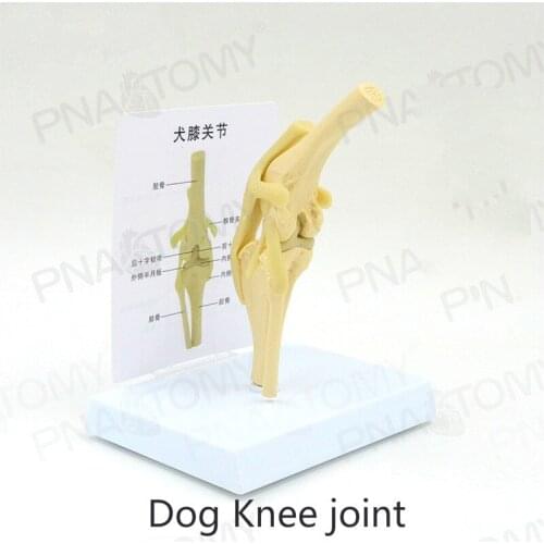 1:1 Dog knee joint model Veterinary teaching aids in pet hospital Teaching display supplies