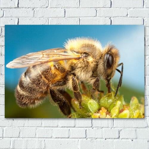 Nature landscape Bee Insect Macro Artistic Paintings Wall Art Posters Canvas Prints For Living Room Decor