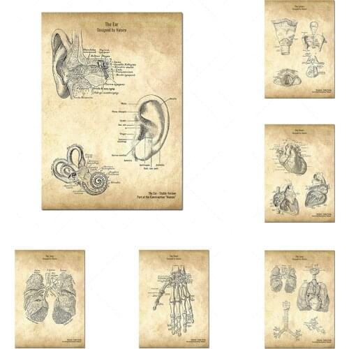 Affiche d'anatomie de brevet de corps humain