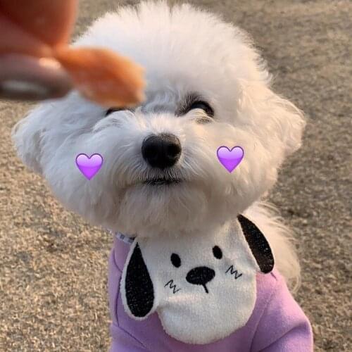 INS wind Korean cute white dog embroidery dog bib pet bib saliva towel Bichon Teddy Hiromi