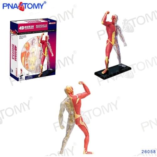 Mini Human Detachable Muscular Figure MODEL 46 Parts 4D MASTER HUMAN ANATOMICAL MODELS DIY TOYS BODY ANATOMY Human Muscles 26058