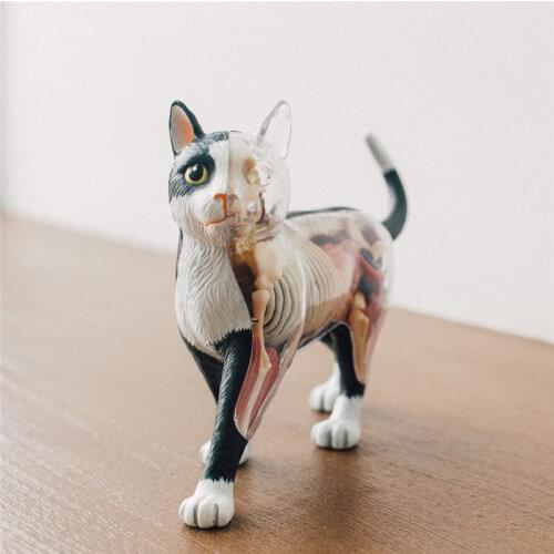 Black and white cat 4D MASTER puzzle assembly toy animal organ anatomy medical teaching model