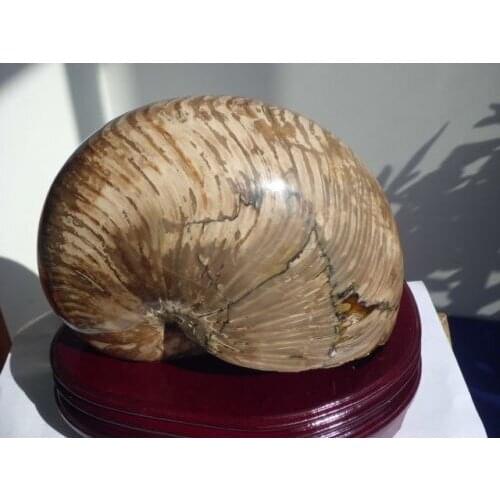 3920g Ammonite Nautilus Shell Jurrassic Fossil Specimen Madagascar