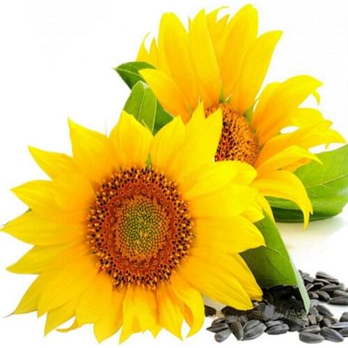 FULL 3D Fashion Mosaic Pictures Rhinestone Diy Diamond Painting Cross Stitch Diamond Embroidery Flower Needlework Home Decor