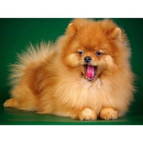 Animals diamond painting full pomeranian dog mosaic art embroidery cross stitch rhinestone picture puzzle toy drawing wall decor