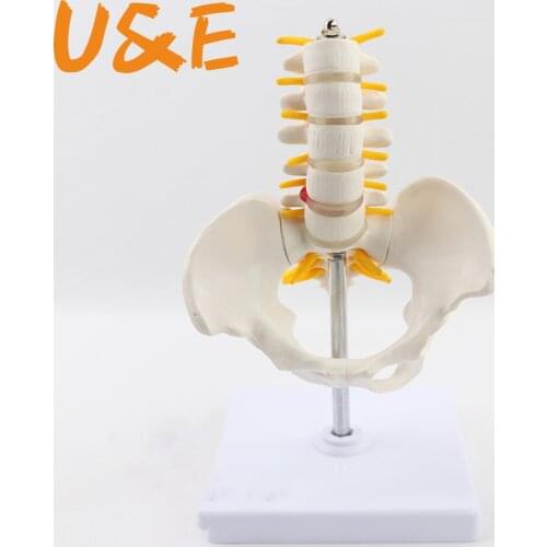 Reduction of human.pelvis belt five lumbar model Department of orthopedics spinal column spine model fitness display MGP002