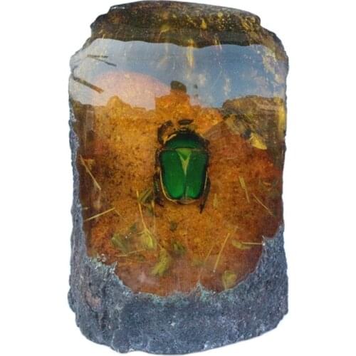 Amber specimen small animal living protolith beetle rare fossil ornament