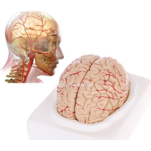 Disassembled Anatomical Human Brain Model Anatomy Teaching Tool