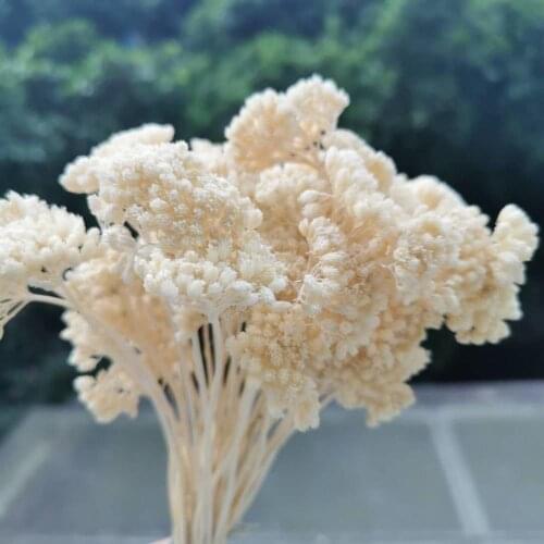 20g/bunch,Eternal Real Dried Snow-flower Bouquet,Natural Display Flower bouquet for Wedding Party Christmas Home Decoration