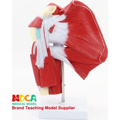 Upper limb deep muscle model upper limb muscle anatomy model tendon joint model medical teaching MJRS003