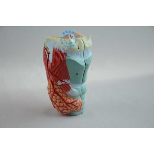 Free shipping&Laryngeal anatomy model,1:1 human organ anatomy model, medical, natural and large laryngeal anatomy model